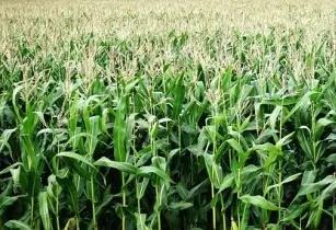 Malawi maize production down by 20 per cent