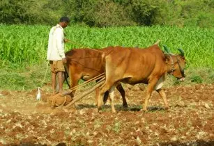 cattle african farming