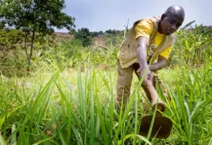 Production of Natural ingredients can advance inclusive economic growth for African farmers